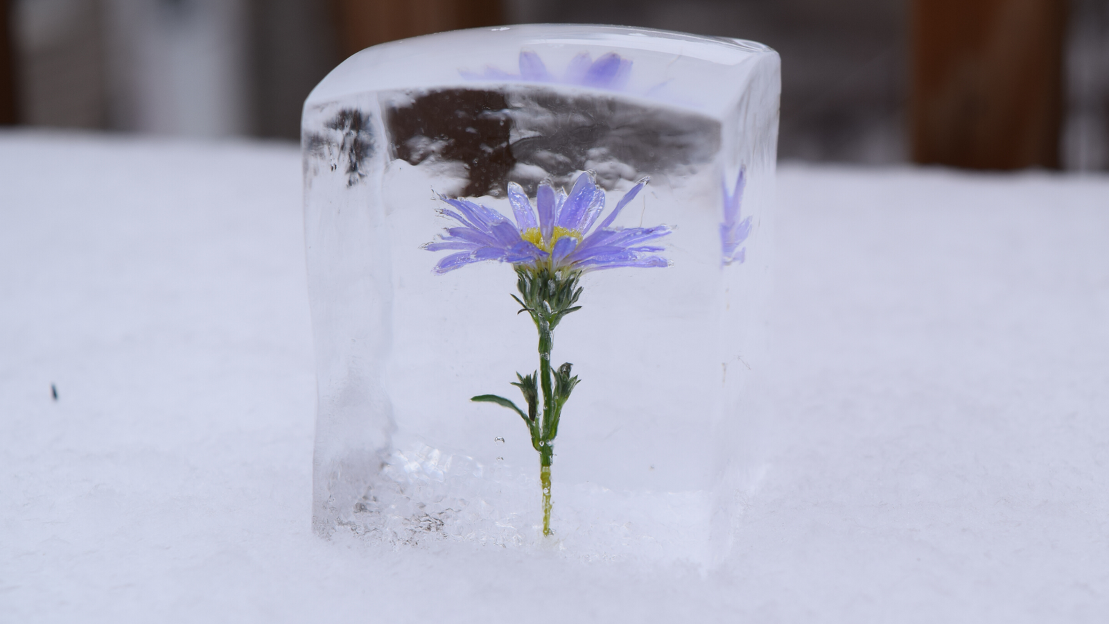 https://beontherocks.com/cdn/shop/articles/Large_clear_ontherocks_ice_cube_with_flower_inside_1600x.png?v=1591111682